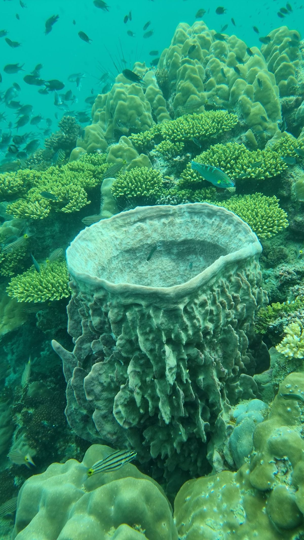 Kimie's Tours - Snorkeling, diving, & hiking photo 2