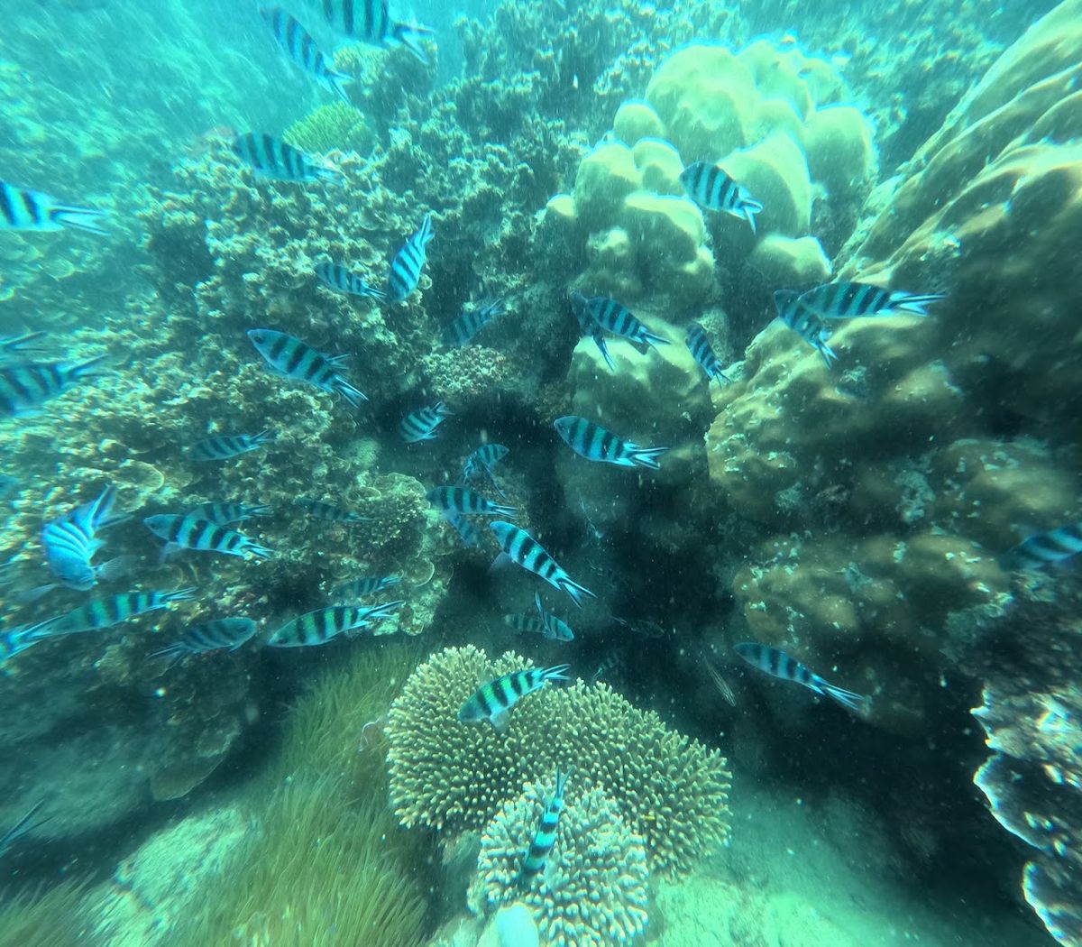 Kimie's Tours - Snorkeling, diving, & hiking photo 4