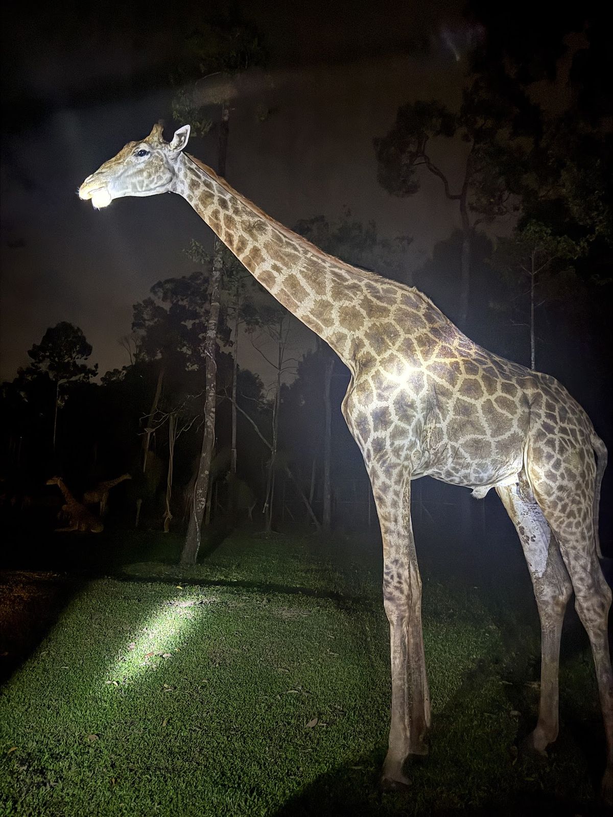 Night Safari Phu Quoc photo 2