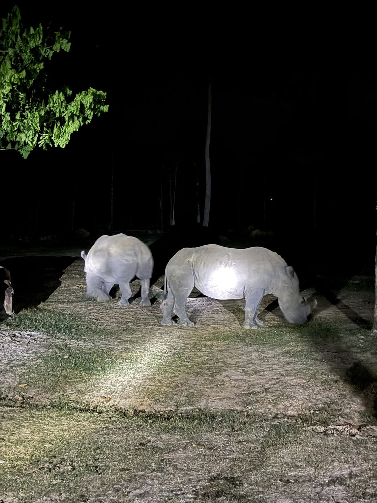 Night Safari Phu Quoc photo 4