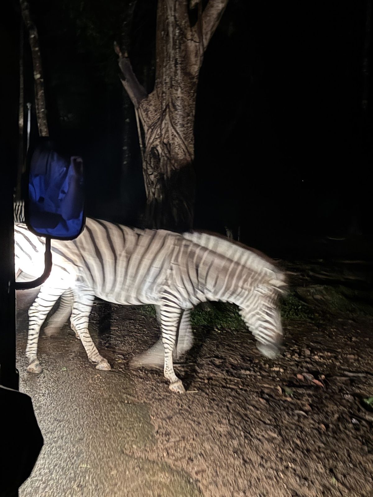 Vietnam's first night safari, Night Safari Phu Quoc
