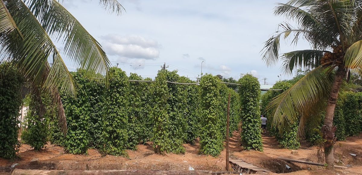 Vườn Tiêu Đức Thạnh photo 3