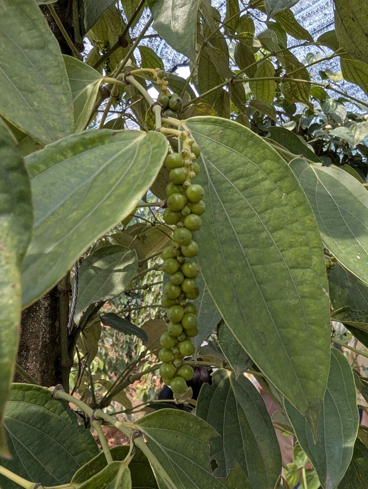 Vườn Tiêu Đức Thạnh photo 4