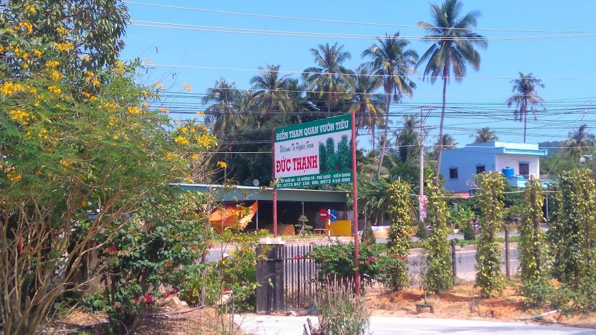 Working pepper farm, Vườn Tiêu Đức Thạnh, Phu Quoc
